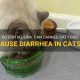 Why So Loose? Canned Cat Food Diarrhea Causes & Tips | World’s Most Delicious Foods: Must-Try Dishes from Every Country