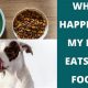 Dog Food & Horses: Risks & Prevention Guide | World’s Most Delicious Foods: Must-Try Dishes from Every Country