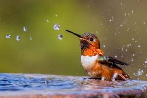 Bird Survival: How Long Can Birds Live Without Food & Water? World’s Most Delicious Foods: Must-Try Dishes from Every Country Bird Survival: How Long Can Birds Live Without Food & Water? | World’s Most Delicious Foods: Must-Try Dishes from Every Country
