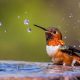 Bird Survival: How Long Can Birds Live Without Food & Water? | World’s Most Delicious Foods: Must-Try Dishes from Every Country