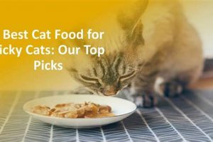 Top Picks: Best Dry Cat Food for Finicky Cats Reviewed! World’s Most Delicious Foods: Must-Try Dishes from Every Country Top Picks: Best Dry Cat Food for Finicky Cats Reviewed! | World’s Most Delicious Foods: Must-Try Dishes from Every Country