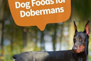 Guide: Best Dog Food for Doberman Puppy Growth & Health World’s Most Delicious Foods: Must-Try Dishes from Every Country Guide: Best Dog Food for Doberman Puppy Growth & Health | World’s Most Delicious Foods: Must-Try Dishes from Every Country