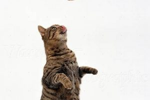 Stop Cat Begging for Food: Tips & Training! World’s Most Delicious Foods: Must-Try Dishes from Every Country Stop Cat Begging for Food: Tips & Training! | World’s Most Delicious Foods: Must-Try Dishes from Every Country