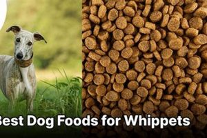 Best Whippet Dog Food: Fuel Your Speedster! World’s Most Delicious Foods: Must-Try Dishes from Every Country Best Whippet Dog Food: Fuel Your Speedster! | World’s Most Delicious Foods: Must-Try Dishes from Every Country