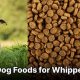 Best Whippet Dog Food: Fuel Your Speedster! | World’s Most Delicious Foods: Must-Try Dishes from Every Country
