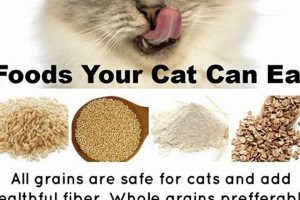 Best Cat Person Food: Healthy & Affordable Eats World’s Most Delicious Foods: Must-Try Dishes from Every Country Best Cat Person Food: Healthy & Affordable Eats | World’s Most Delicious Foods: Must-Try Dishes from Every Country