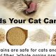 Best Cat Person Food: Healthy &amp; Affordable Eats | World’s Most Delicious Foods: Must-Try Dishes from Every Country