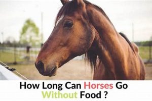 Horse Health: How Long Can a Horse Go Without Food Safely? World’s Most Delicious Foods: Must-Try Dishes from Every Country Horse Health: How Long Can a Horse Go Without Food Safely? | World’s Most Delicious Foods: Must-Try Dishes from Every Country
