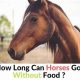 Horse Health: How Long Can a Horse Go Without Food Safely? | World’s Most Delicious Foods: Must-Try Dishes from Every Country