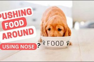 Dog Food Fun: Why Do Dogs Push Their Food With Their Nose? World’s Most Delicious Foods: Must-Try Dishes from Every Country Dog Food Fun: Why Do Dogs Push Their Food With Their Nose? | World’s Most Delicious Foods: Must-Try Dishes from Every Country
