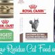 Best Low Residue Cat Food: Gentle Digestion Tips | World’s Most Delicious Foods: Must-Try Dishes from Every Country