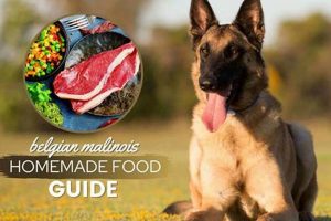 Fueling Fitness: The Best Food for Your Belgian Malinois World’s Most Delicious Foods: Must-Try Dishes from Every Country Fueling Fitness: The Best Food for Your Belgian Malinois | World’s Most Delicious Foods: Must-Try Dishes from Every Country