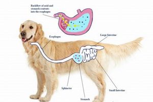 Best Dog Food for Acid Reflux: Relief & Prevention World’s Most Delicious Foods: Must-Try Dishes from Every Country Best Dog Food for Acid Reflux: Relief & Prevention | World’s Most Delicious Foods: Must-Try Dishes from Every Country