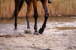 Horse Care: How Long Can a Horse Go Without Food & Water? World’s Most Delicious Foods: Must-Try Dishes from Every Country Horse Care: How Long Can a Horse Go Without Food & Water? | World’s Most Delicious Foods: Must-Try Dishes from Every Country