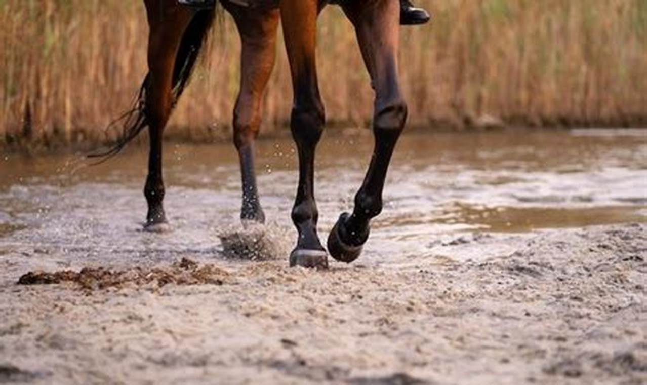 Horse Care: How Long Can a Horse Go Without Food & Water?