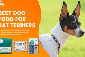 Top Picks: Best Dog Food for Rat Terriers in 2024 World’s Most Delicious Foods: Must-Try Dishes from Every Country Top Picks: Best Dog Food for Rat Terriers in 2024 | World’s Most Delicious Foods: Must-Try Dishes from Every Country