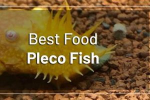 Best Food for Plecostomus Fish: Diet & Care Tips World’s Most Delicious Foods: Must-Try Dishes from Every Country Best Food for Plecostomus Fish: Diet & Care Tips | World’s Most Delicious Foods: Must-Try Dishes from Every Country