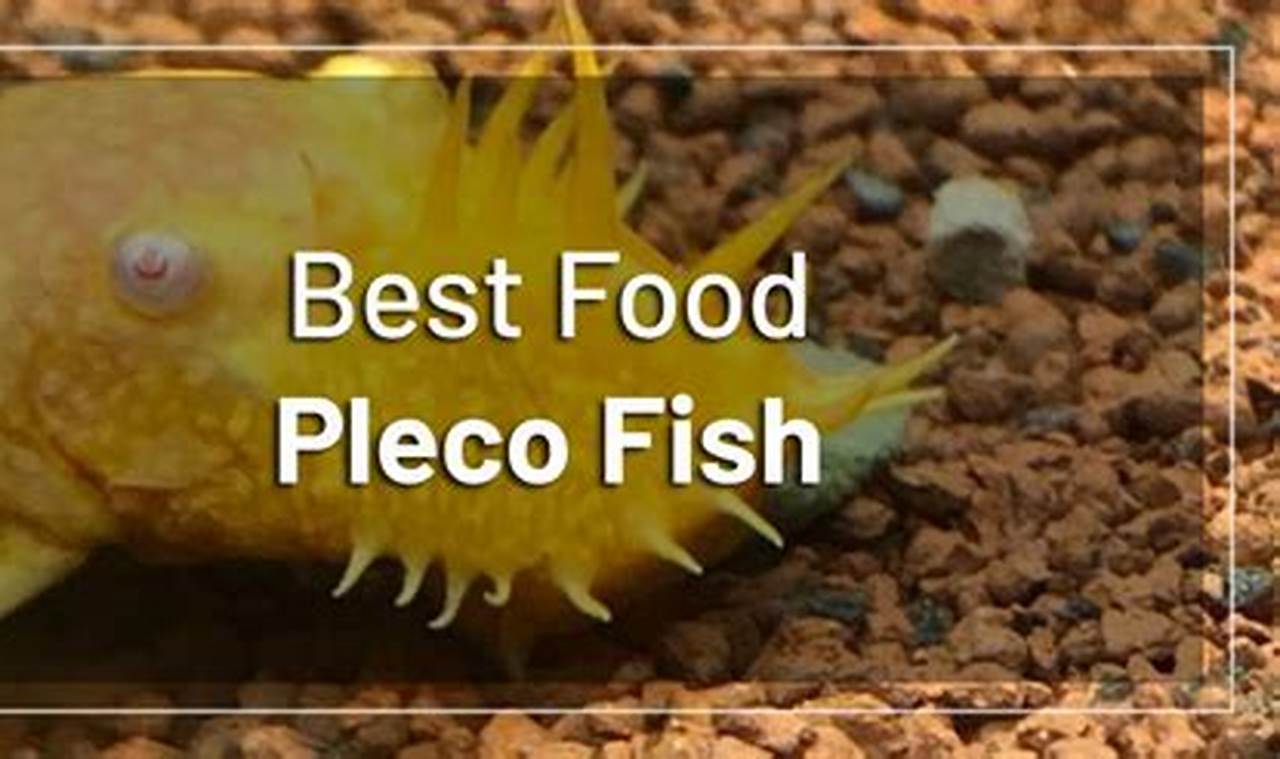 Best Food for Plecostomus Fish: Diet & Care Tips World’s Most Delicious Foods: Must-Try Dishes from Every Country Best Food for Plecostomus Fish: Diet & Care Tips | World’s Most Delicious Foods: Must-Try Dishes from Every Country