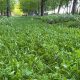 Find Food Plot Seed Near Me: Local Wildlife Mixes | World’s Most Delicious Foods: Must-Try Dishes from Every Country