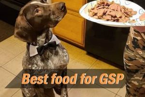 Top-Rated: Best Dog Food for GSP Pointers - Reviews World’s Most Delicious Foods: Must-Try Dishes from Every Country Top-Rated: Best Dog Food for GSP Pointers - Reviews | World’s Most Delicious Foods: Must-Try Dishes from Every Country