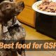 Top-Rated: Best Dog Food for GSP Pointers - Reviews | World’s Most Delicious Foods: Must-Try Dishes from Every Country
