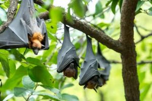 Can a Bat Survive? How Long Can a Bat Go Without Food+ World’s Most Delicious Foods: Must-Try Dishes from Every Country Can a Bat Survive? How Long Can a Bat Go Without Food+ | World’s Most Delicious Foods: Must-Try Dishes from Every Country