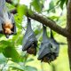 Can a Bat Survive? How Long Can a Bat Go Without Food+ | World’s Most Delicious Foods: Must-Try Dishes from Every Country