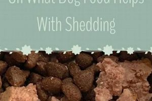 Best Dog Food That Helps With Shedding: Diet & Tips! World’s Most Delicious Foods: Must-Try Dishes from Every Country Best Dog Food That Helps With Shedding: Diet & Tips! | World’s Most Delicious Foods: Must-Try Dishes from Every Country