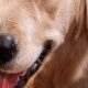 Best High Quality Dog Food for Golden Retrievers: Guide & Tips | World’s Most Delicious Foods: Must-Try Dishes from Every Country