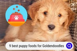 Guide: Best Puppy Food for Goldendoodles (Top Brands!) World’s Most Delicious Foods: Must-Try Dishes from Every Country Guide: Best Puppy Food for Goldendoodles (Top Brands!) | World’s Most Delicious Foods: Must-Try Dishes from Every Country