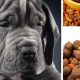Top-Rated Best Dog Food for Great Danes: Expert Picks! | World’s Most Delicious Foods: Must-Try Dishes from Every Country