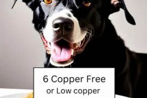 Guide: Copper Free Dog Food for Liver Health + FAQs World’s Most Delicious Foods: Must-Try Dishes from Every Country Guide: Copper Free Dog Food for Liver Health + FAQs | World’s Most Delicious Foods: Must-Try Dishes from Every Country