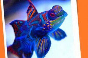 Best Mandarin Fish Food Guide: Diets & More! World’s Most Delicious Foods: Must-Try Dishes from Every Country Best Mandarin Fish Food Guide: Diets & More! | World’s Most Delicious Foods: Must-Try Dishes from Every Country