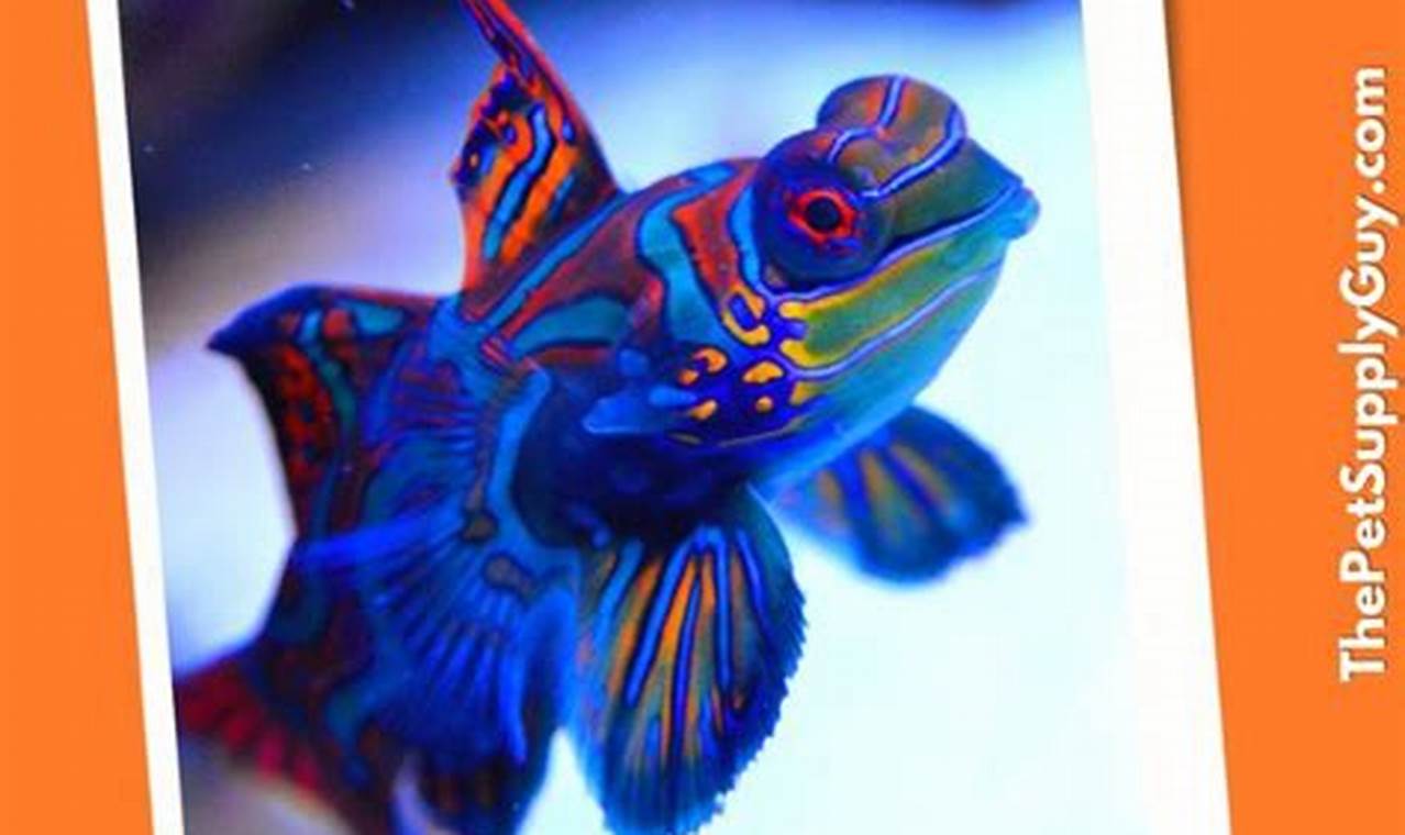 Best Mandarin Fish Food Guide: Diets & More! World’s Most Delicious Foods: Must-Try Dishes from Every Country Best Mandarin Fish Food Guide: Diets & More! | World’s Most Delicious Foods: Must-Try Dishes from Every Country