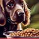 Top-Rated: Best Dog Food for Boykin Spaniels - Guide | World’s Most Delicious Foods: Must-Try Dishes from Every Country