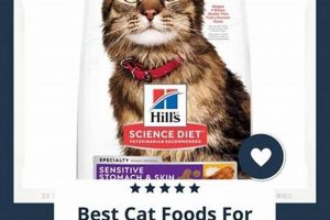 Top Picks: Best Kitten Food for Sensitive Stomach Guide + Tips World’s Most Delicious Foods: Must-Try Dishes from Every Country Top Picks: Best Kitten Food for Sensitive Stomach Guide + Tips | World’s Most Delicious Foods: Must-Try Dishes from Every Country