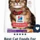 Top Picks: Best Kitten Food for Sensitive Stomach Guide + Tips | World’s Most Delicious Foods: Must-Try Dishes from Every Country