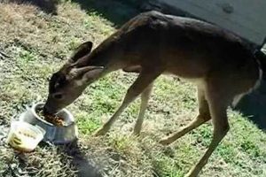 Will Deer Eat Cat Food? Safety & Solutions World’s Most Delicious Foods: Must-Try Dishes from Every Country Will Deer Eat Cat Food? Safety & Solutions | World’s Most Delicious Foods: Must-Try Dishes from Every Country
