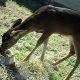 Will Deer Eat Cat Food? Safety & Solutions | World’s Most Delicious Foods: Must-Try Dishes from Every Country