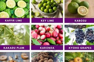 Guide to Food That Starts With Ak: Recipes & Facts World’s Most Delicious Foods: Must-Try Dishes from Every Country Guide to Food That Starts With Ak: Recipes & Facts | World’s Most Delicious Foods: Must-Try Dishes from Every Country