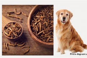 Are Mealworms in Dog Food Good? Benefits & Risks World’s Most Delicious Foods: Must-Try Dishes from Every Country Are Mealworms in Dog Food Good? Benefits & Risks | World’s Most Delicious Foods: Must-Try Dishes from Every Country