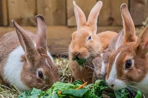 Can Bunnies Eat Dog Food? Safety & Risks! World’s Most Delicious Foods: Must-Try Dishes from Every Country Can Bunnies Eat Dog Food? Safety & Risks! | World’s Most Delicious Foods: Must-Try Dishes from Every Country