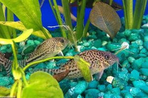 Best Corydoras Fish Food: Diet & Feeding Tips World’s Most Delicious Foods: Must-Try Dishes from Every Country Best Corydoras Fish Food: Diet & Feeding Tips | World’s Most Delicious Foods: Must-Try Dishes from Every Country
