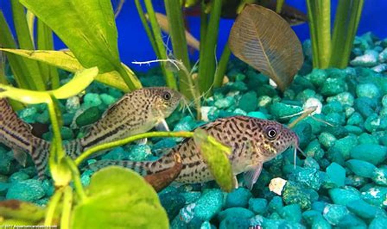 Best Corydoras Fish Food: Diet & Feeding Tips World’s Most Delicious Foods: Must-Try Dishes from Every Country Best Corydoras Fish Food: Diet & Feeding Tips | World’s Most Delicious Foods: Must-Try Dishes from Every Country