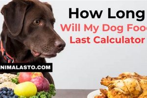 Dog Food Math: How Long Will *My* Food Last Calculator? World’s Most Delicious Foods: Must-Try Dishes from Every Country Dog Food Math: How Long Will *My* Food Last Calculator? | World’s Most Delicious Foods: Must-Try Dishes from Every Country
