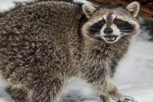Raccoon Survival: How Long Can Raccoons Live Without Food & Water? World’s Most Delicious Foods: Must-Try Dishes from Every Country Raccoon Survival: How Long Can Raccoons Live Without Food & Water? | World’s Most Delicious Foods: Must-Try Dishes from Every Country