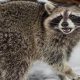 Raccoon Survival: How Long Can Raccoons Live Without Food & Water? | World’s Most Delicious Foods: Must-Try Dishes from Every Country