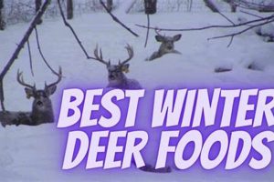 Winter Deer Survival: Best Food for Deer in Winter Tips World’s Most Delicious Foods: Must-Try Dishes from Every Country Winter Deer Survival: Best Food for Deer in Winter Tips | World’s Most Delicious Foods: Must-Try Dishes from Every Country