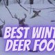Winter Deer Survival: Best Food for Deer in Winter Tips | World’s Most Delicious Foods: Must-Try Dishes from Every Country