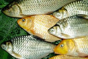 Discover: Best Freshwater Fish Food Choices + Tips! World’s Most Delicious Foods: Must-Try Dishes from Every Country Discover: Best Freshwater Fish Food Choices + Tips! | World’s Most Delicious Foods: Must-Try Dishes from Every Country